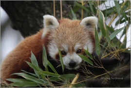 <p>PANDA ČERVENÁ (Ailurus fulgens) ZOO Dresden (Německo)</p>
